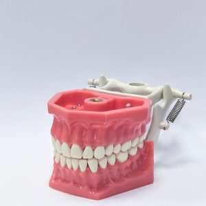 Челюсти Arma Dental Study Model AD-J 01