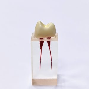 Эндоблок тренировочный (премоляр, два канала окрашены) -N5/2